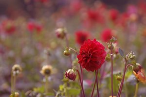 Sommerblumen 500 kbBlumen auf dem Feld 011  3.jpg