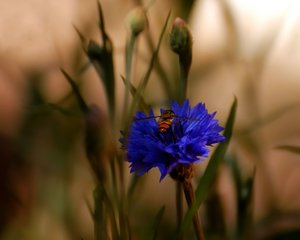 Sommerblumen 500 kbBlumen und Bienen 005  1.jpg