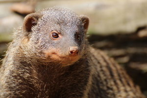 Z Erdmännchen-b.jpg