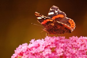 Admiral 500 kbmit Blitzlicht 466 2.jpg