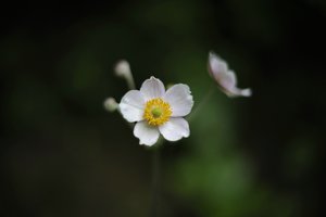 comp__D702258.jpg comp__D702258.jpg