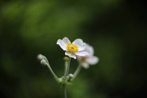 comp__D702263.jpg comp__D702263.jpg