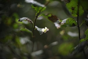 comp__D702285.jpg comp__D702285.jpg