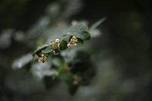 comp__D702309.jpg comp__D702309.jpg