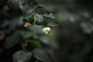 comp__D702295.jpg comp__D702295.jpg