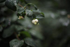 comp__D702311.jpg comp__D702311.jpg