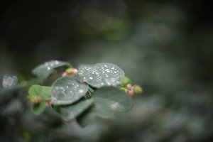 comp__D702273.jpg comp__D702273.jpg