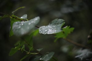 comp__D702289.jpg comp__D702289.jpg