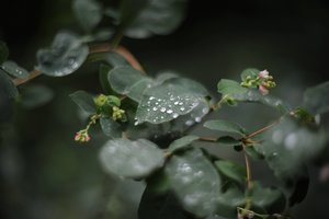 comp__D702290.jpg comp__D702290.jpg