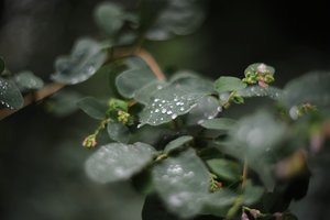 comp__D702310.jpg comp__D702310.jpg