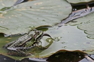500-Frosch.jpg