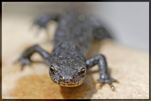 Sample 15.jpg Sample 15.jpg