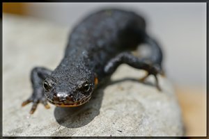 Sample 16.jpg Sample 16.jpg