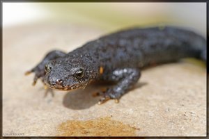 Sample 17.jpg Sample 17.jpg