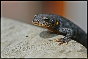 Sample 18.jpg Sample 18.jpg