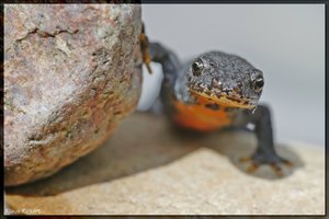 Sample 19.jpg Sample 19.jpg