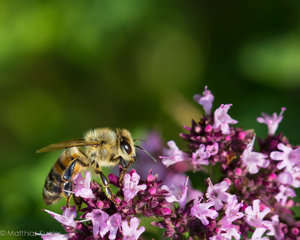 Insekten August-1.jpg