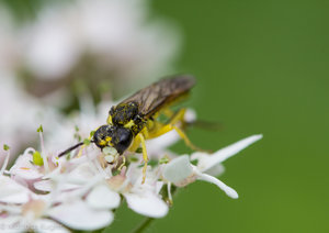 Insekten August-2.jpg