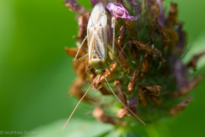 Insekten August-3.jpg