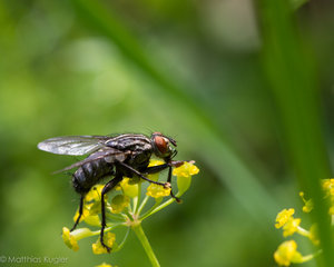 Insekten August-4.jpg
