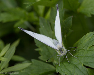 Insekten August-8.jpg