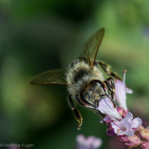 Insekten August-9.jpg