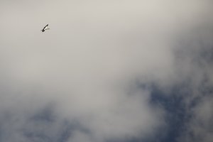 Storch im Flug 1.jpg