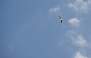 Storch im Flug 2.jpg