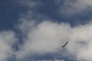 Storch im Flug 3.jpg