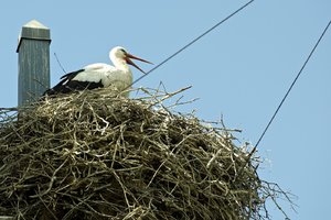 Storch 1.jpg