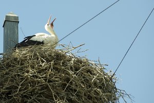 Storch 2.jpg