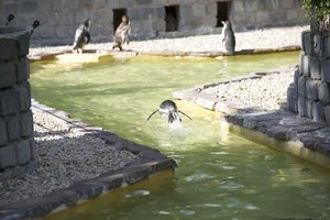 Pinguinsprung.jpg