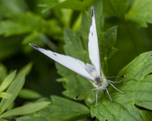Insekten August-8.jpg