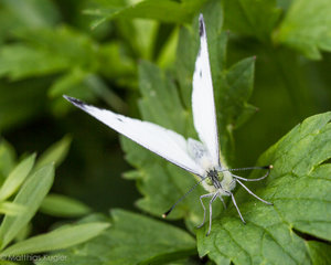 Insekten August Schmetter-1.jpg