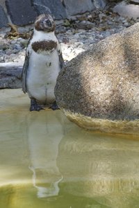 Pinguin 1.jpg