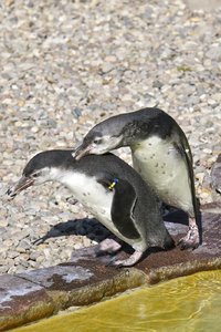 Pinguin Paar.jpg