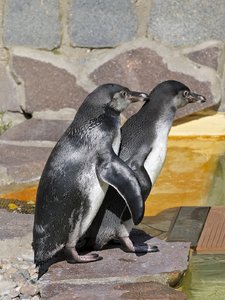 Pinguinpaar 2.jpg