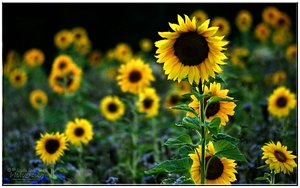 comp__DSC4625 -1.jpg