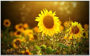 comp__DSC4595 -1.jpg