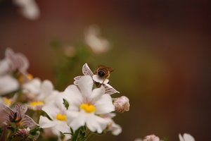 immer wieder Hummel 008.jpg immer wieder Hummel 008.jpg