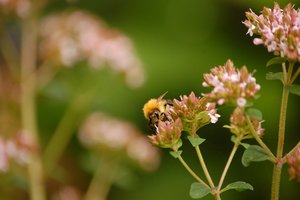 immer wieder Hummelimmer wieder Hummel 025.jpg immer wieder Hummelimmer wieder Hummel 025.jpg