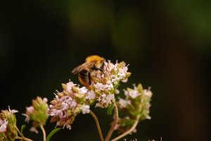 immer wieder Hummelimmer wieder Hummel 037.jpg immer wieder Hummelimmer wieder Hummel 037.jpg