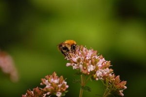 immer wieder Hummelimmer wieder Hummel 046.jpg immer wieder Hummelimmer wieder Hummel 046.jpg