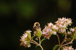 immer wieder Hummelimmer wieder Hummel 061.jpg immer wieder Hummelimmer wieder Hummel 061.jpg