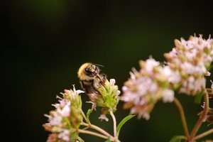 immer wieder Hummel 075.jpg