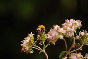 immer wieder Hummelimmer wieder Hummel 067.jpg immer wieder Hummelimmer wieder Hummel 067.jpg