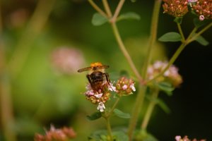immer wieder Hummelimmer wieder Hummel 004.jpg immer wieder Hummelimmer wieder Hummel 004.jpg