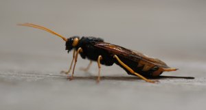 comp_DSC01343.jpg comp_DSC01343.jpg