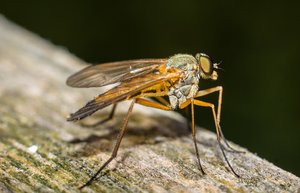 _MG_5423ff.jpg _MG_5423ff.jpg