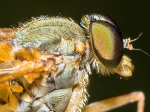 _MG_5423-2ff.jpg _MG_5423-2ff.jpg